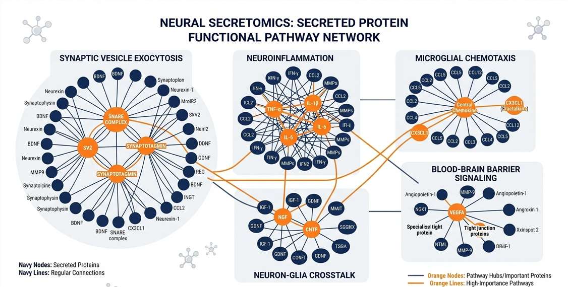 A bioinformatics network diagram linking secreted extracellular factors to specific neural pathways like synaptic vesicle exocytosis and microglial chemotaxis.