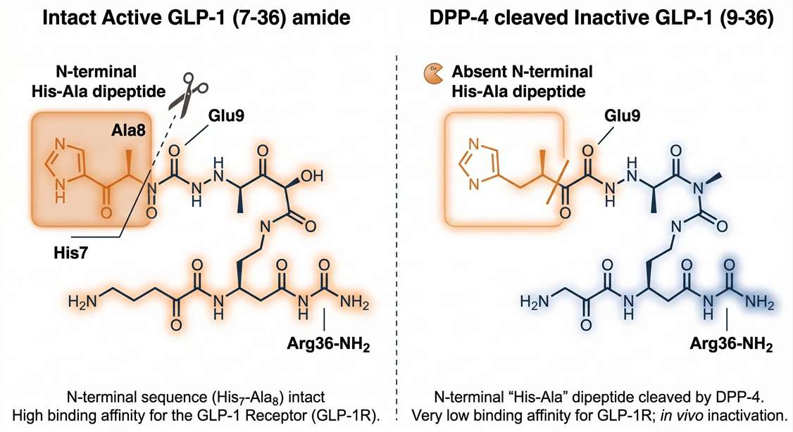 A chemical structure graphic highlighting the exact 2-amino acid N-terminal truncation (His-Ala) that occurs when DPP-4 cleaves active GLP-1 (7-36) into inactive GLP-1 (9-36).
