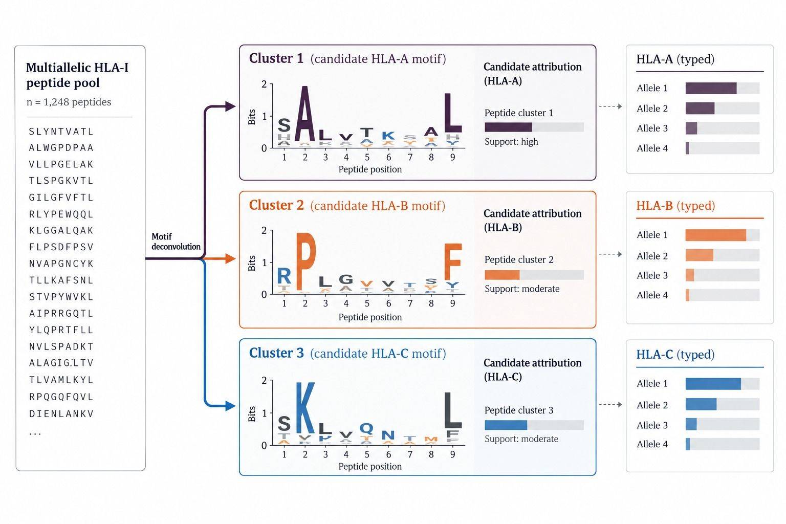 Representative HLA-A HLA-B and HLA-C motif deconvolution with candidate allele assignments