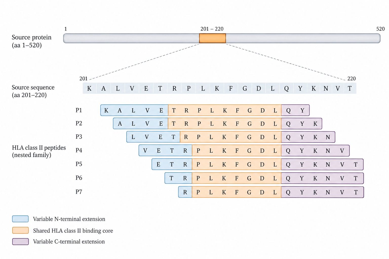 Representative nested HLA class II peptide alignment and binding core