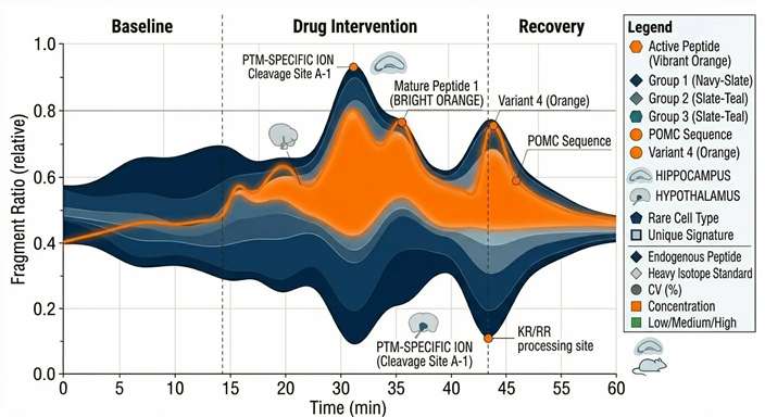 Streamgraph visualizing the dynamic ratio of precursor proteins to active, cleaved downstream products over time