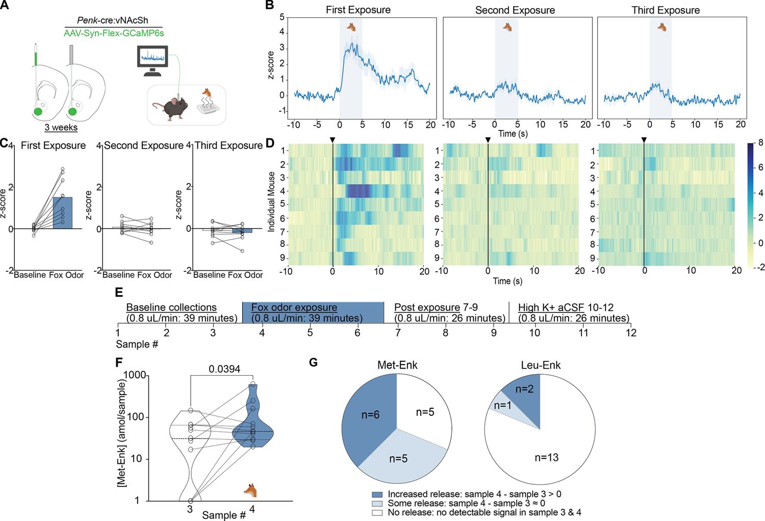 High-resolution Temporal Flux Curves from Figure 3F mapping the immediate surge of enkephalins following predator odor