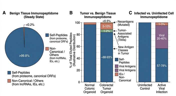 Chart displaying the distribution of identified HLA-presented peptides by their biological source proteins.