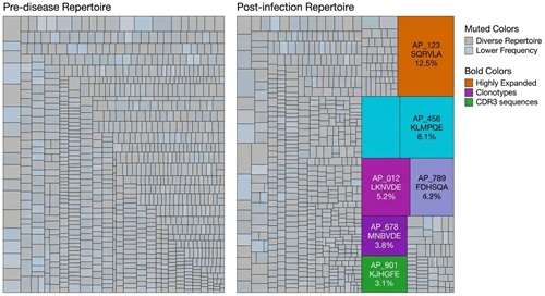 Treemap visualization showing the frequency and expansion of specific TCR clonotypes from sequencing data.