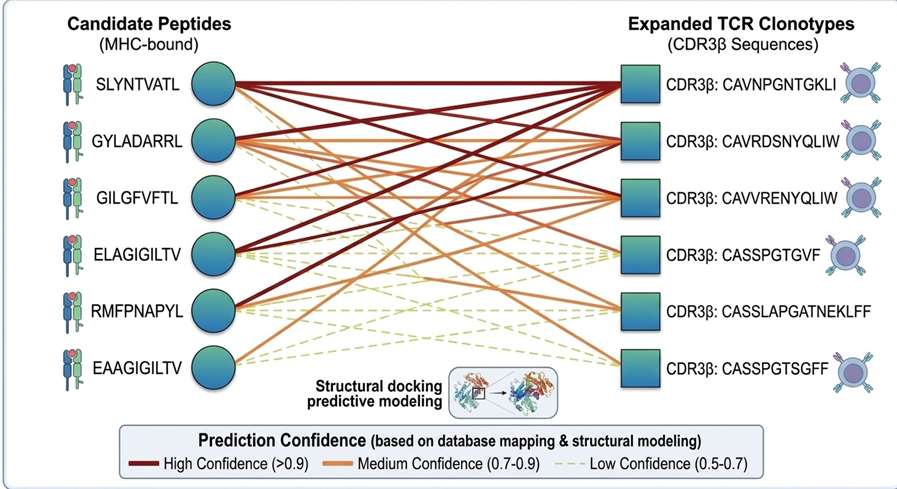 Network graph linking identified candidate peptides to specific expanded TCR clonotypes.