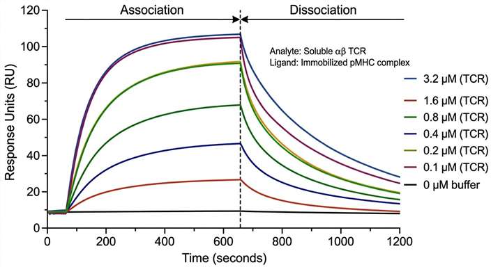 SPR sensorgram displaying real-time kinetic binding curves for a validated TCR-pMHC interaction.