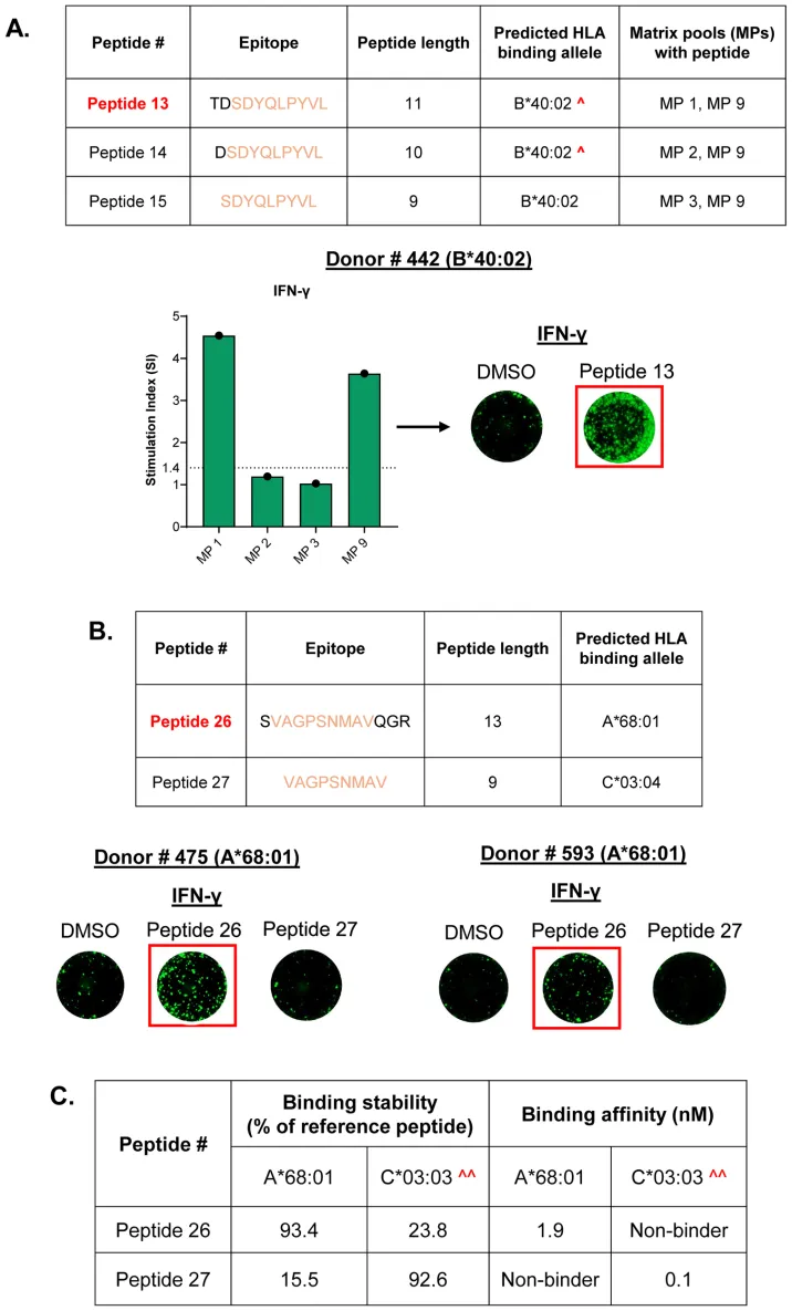 Epitope screening matrix plot showing IFN-γ responses to naturally presented AAV9 capsid peptides across multiple donors.