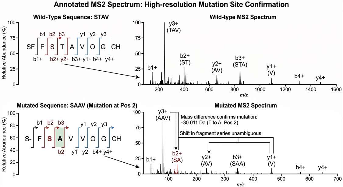 Annotated MS/MS spectrum showing mutation site