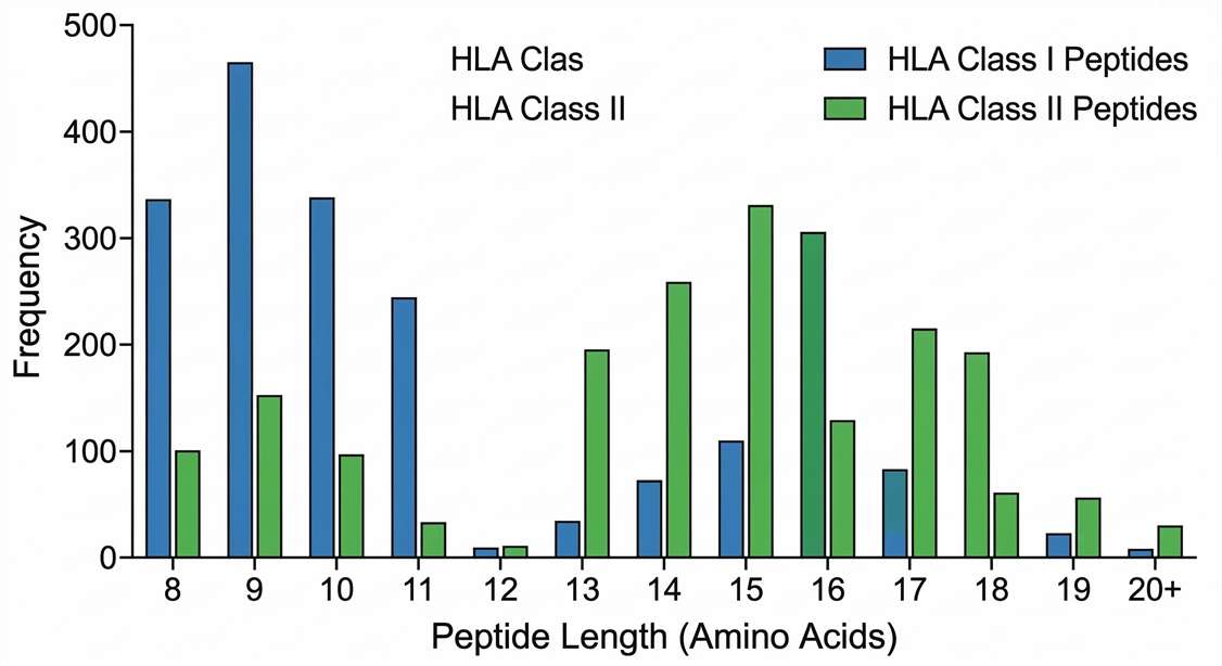 Bar chart showing length distribution of HLA peptides