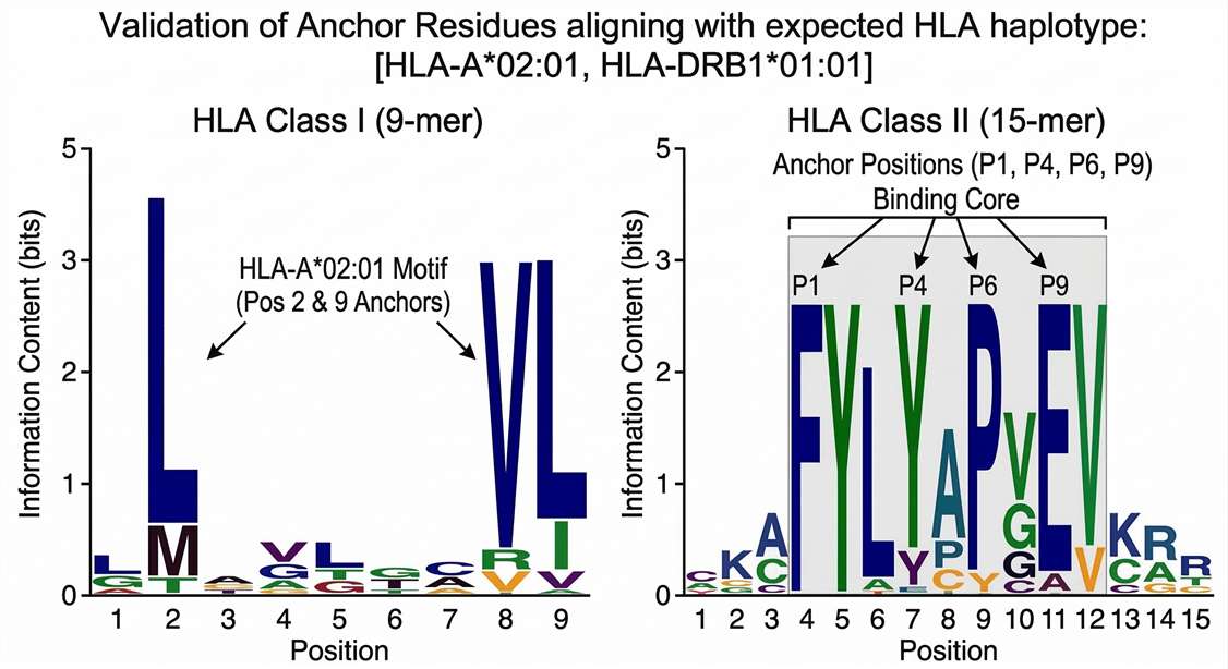 Sequence logo of HLA binding motifs