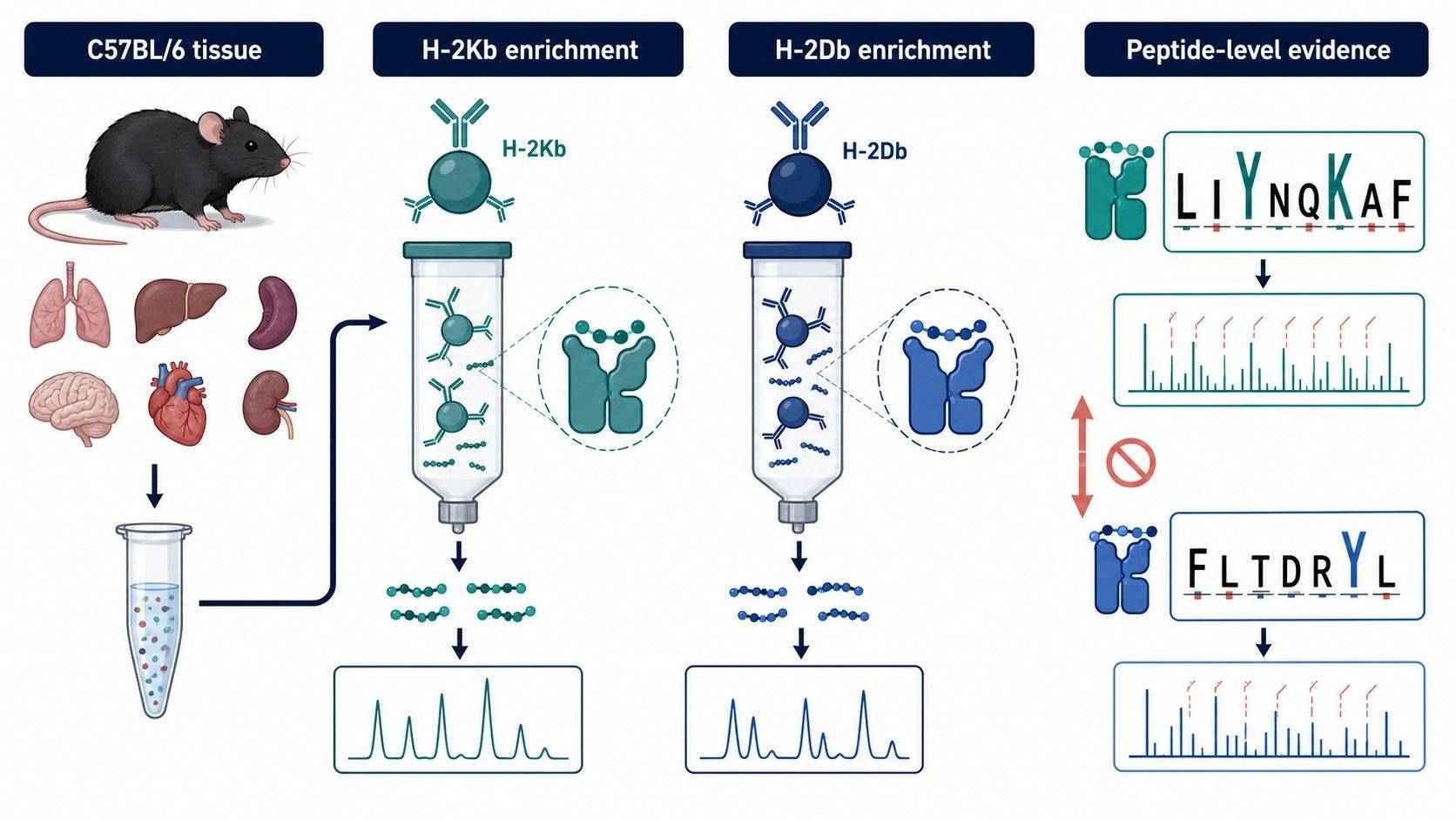 Mouse MHC-I Immunopeptidomics: H-2Kb/H-2Db Enrichment, Tissue Input, and Pooling