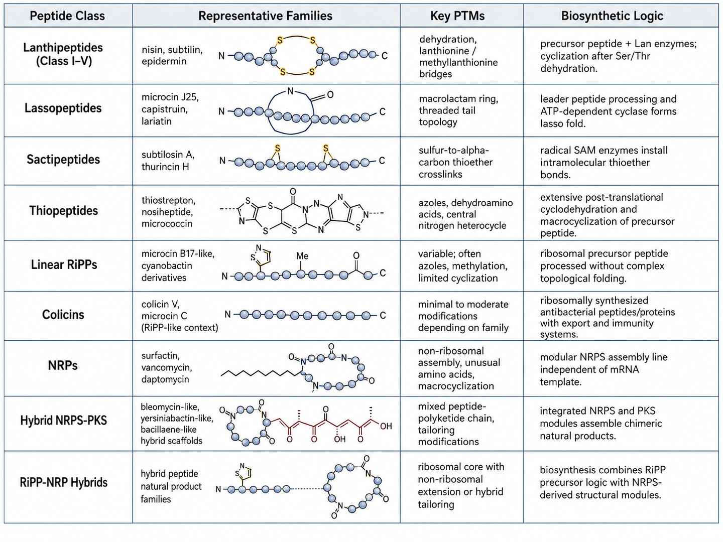 Table of detected RiPP and NRP peptide features from microbial extract LC-MS/MS analysis with mass accuracy, predicted class, BGC assignment, and novelty score columns