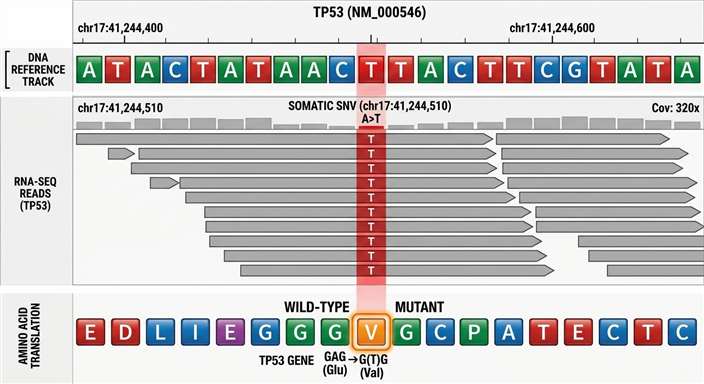 Integrative Genomics Viewer screenshot showing RNA-seq reads aligning precisely with a detected MS/MS mutated peptide