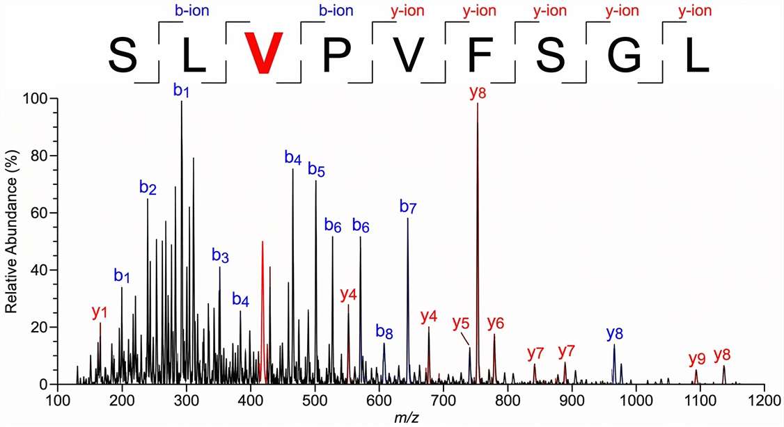 Annotated MS/MS fragment ion spectrum confirming a single amino acid variant in a neoantigen
