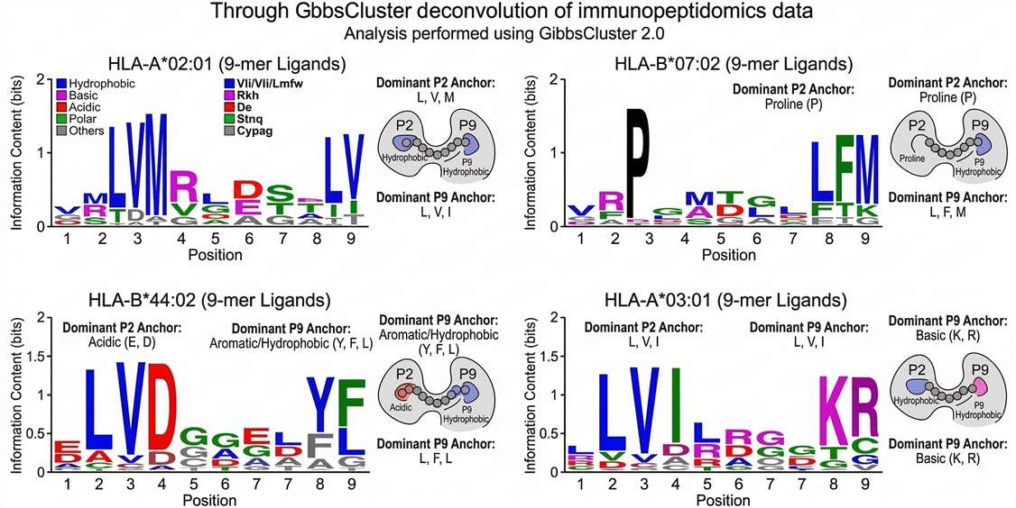 Sequence logo plots demonstrating HLA-restricted binding motifs of discovered neoantigens
