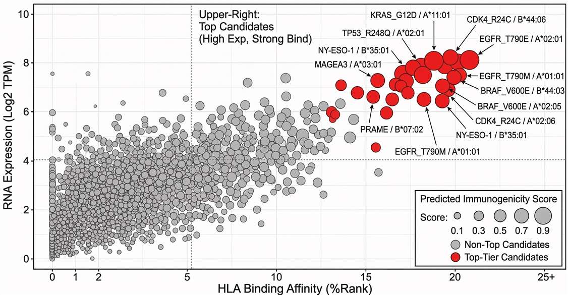 Scatter plot showing tumor neoantigen prioritization based on HLA binding affinity, RNA expression, and immunogenicity scoring