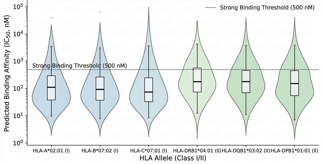 Violin plot illustrating HLA-aware neoantigen prediction binding scores across distinct patient-specific alleles for target selection