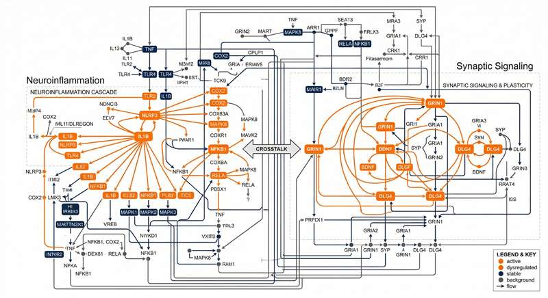 KEGG pathway map for neuroinflammation