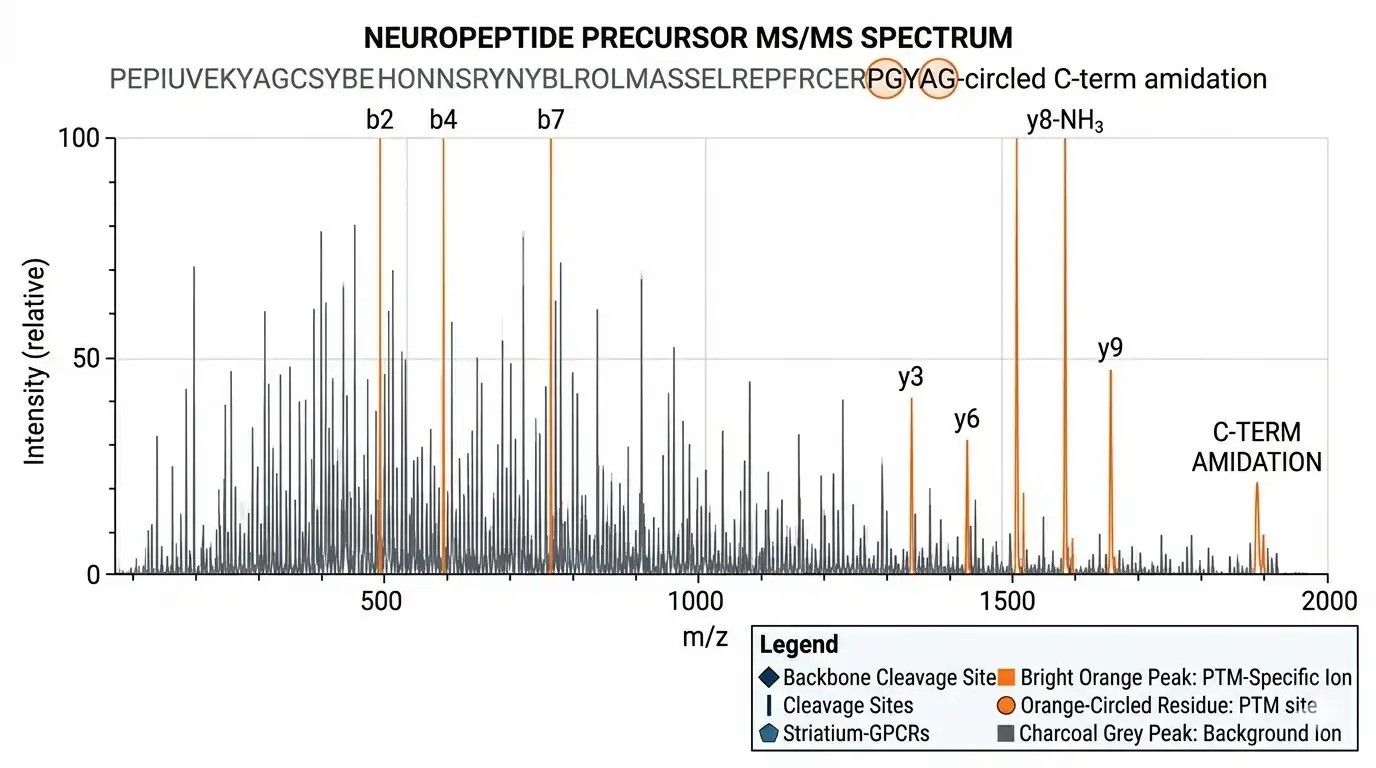Annotated MS2 spectrum for amidation