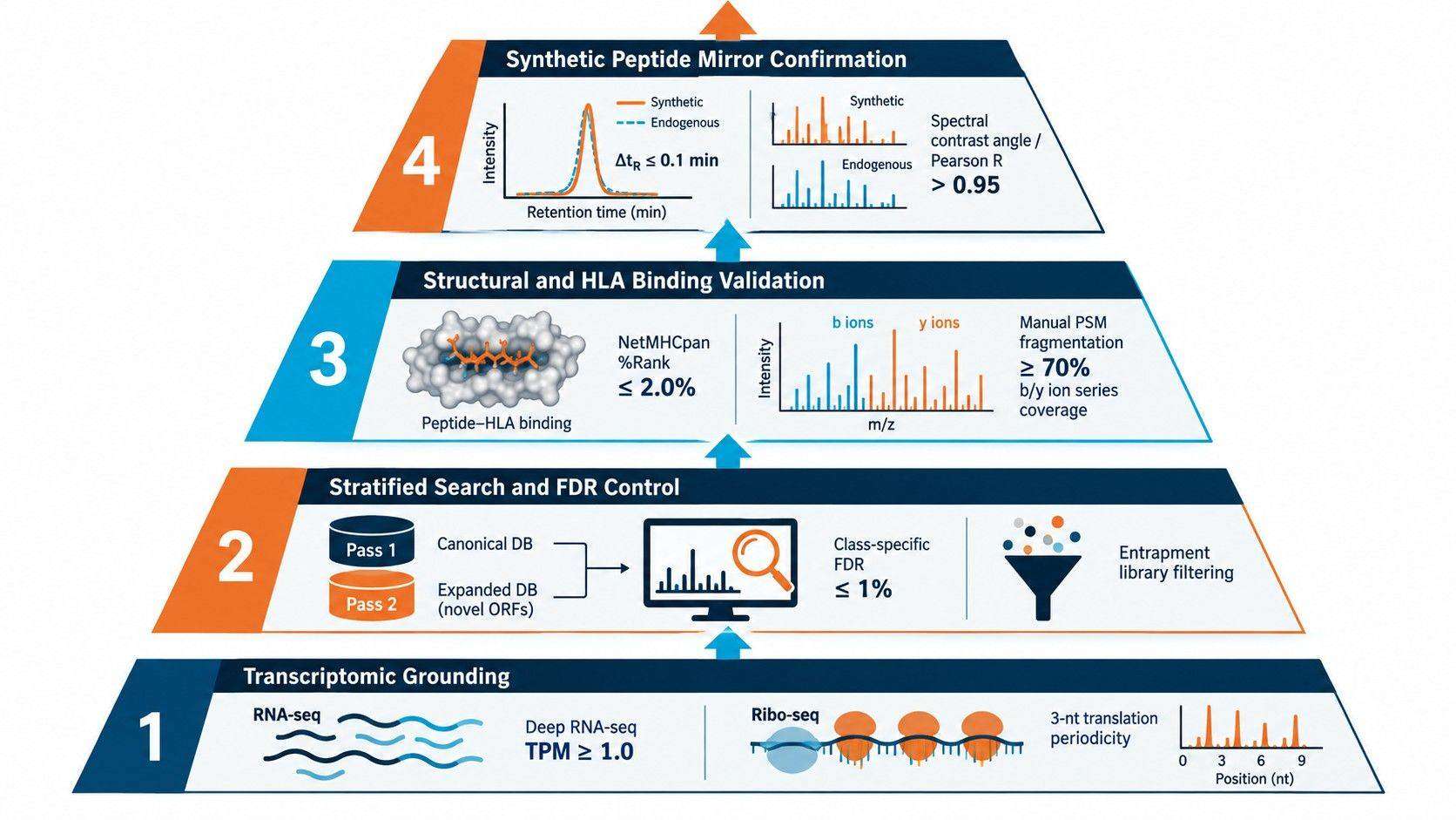 The Four-Tier Proteogenomic Evidence Ladder workflow for non-canonical antigen validation.
