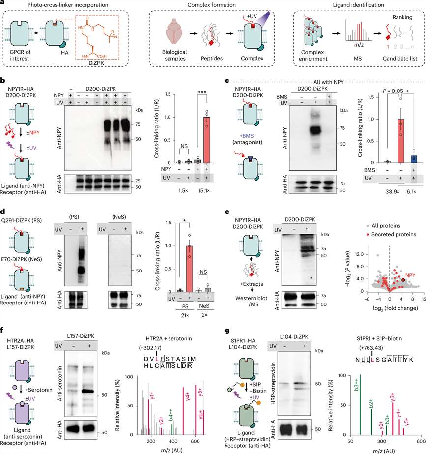 Comprehensive workflow of peptidomic-based GPCR deorphanization, illustrating the funnel from raw tissue extract to prioritized bioactive peptide