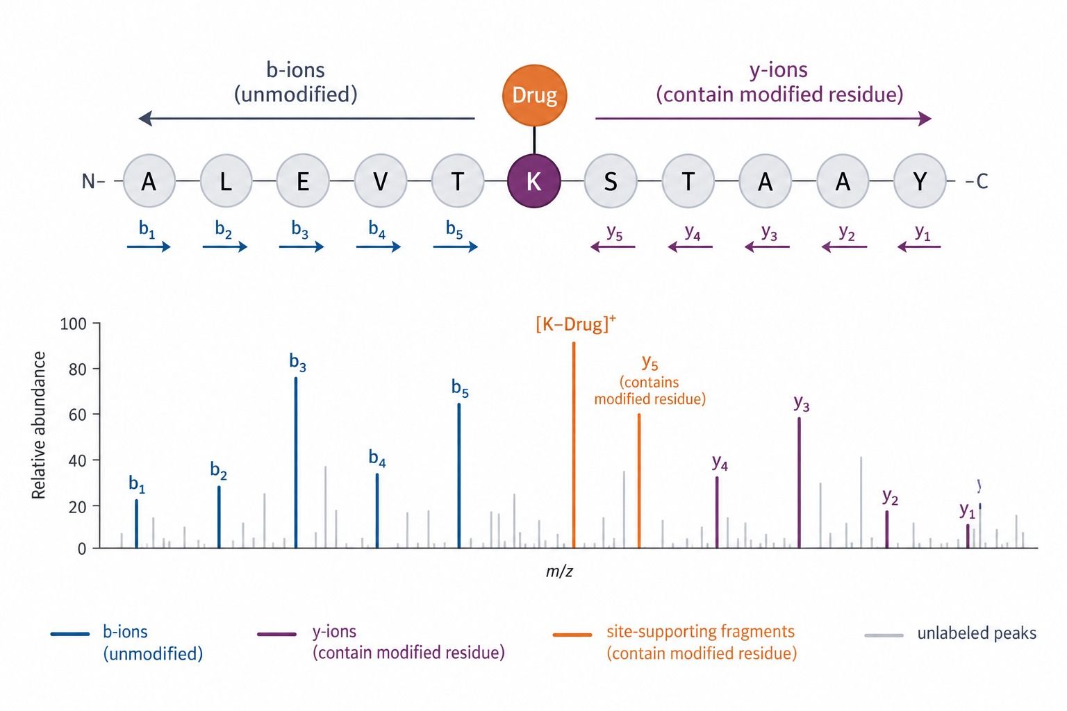 Representative MS/MS evidence supporting the intended peptide-drug conjugate attachment site