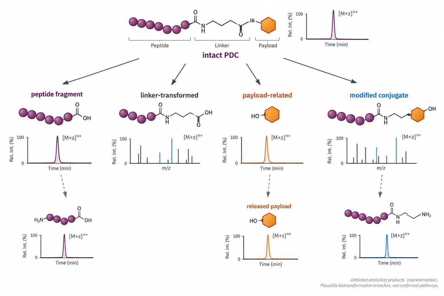 Representative LC-MS/MS map of peptide-drug conjugate degradation products and catabolites