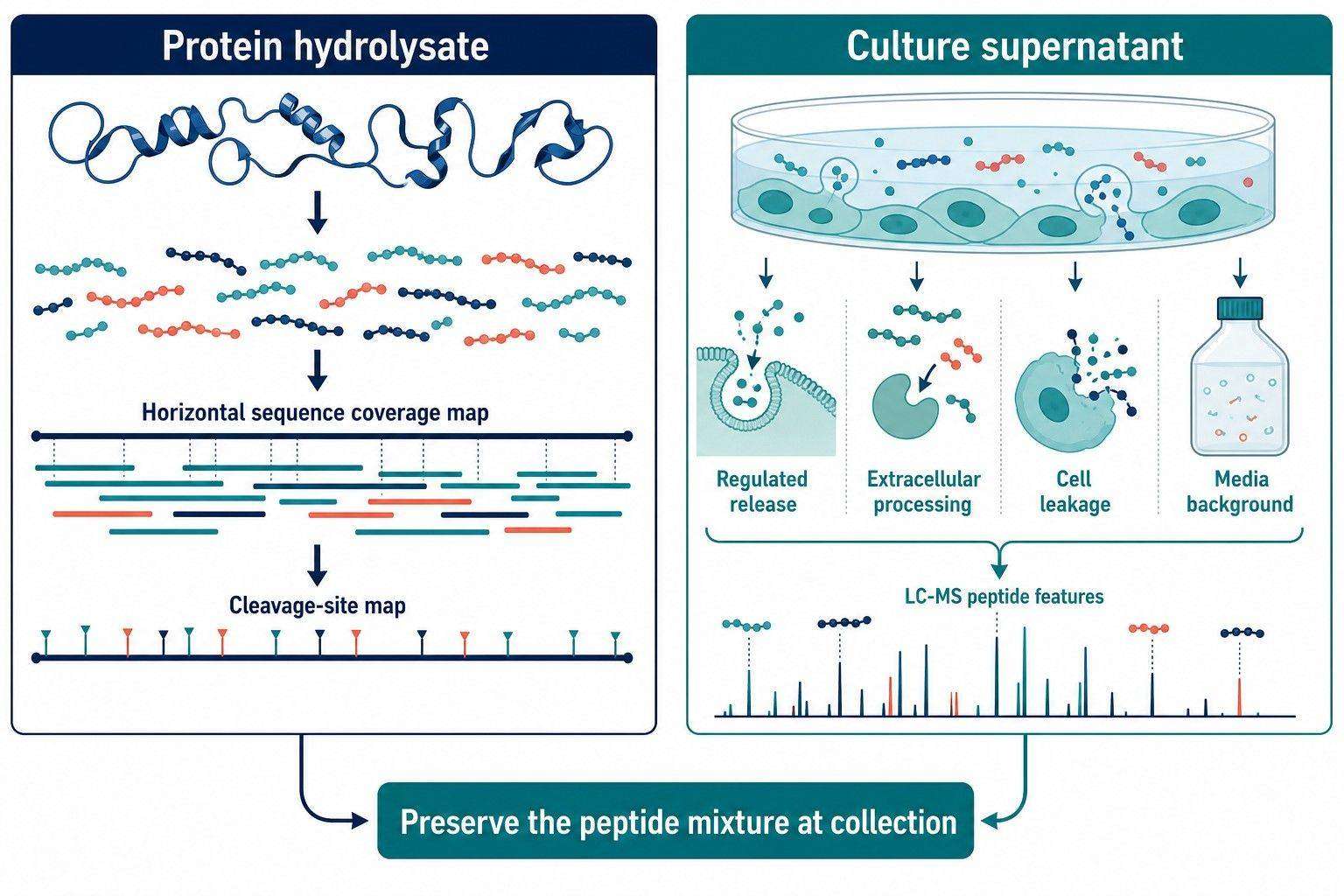 Peptidomics of Protein Hydrolysates and Culture Supernatants: Sequence Coverage, Cleavage Patterns, and Quantification
