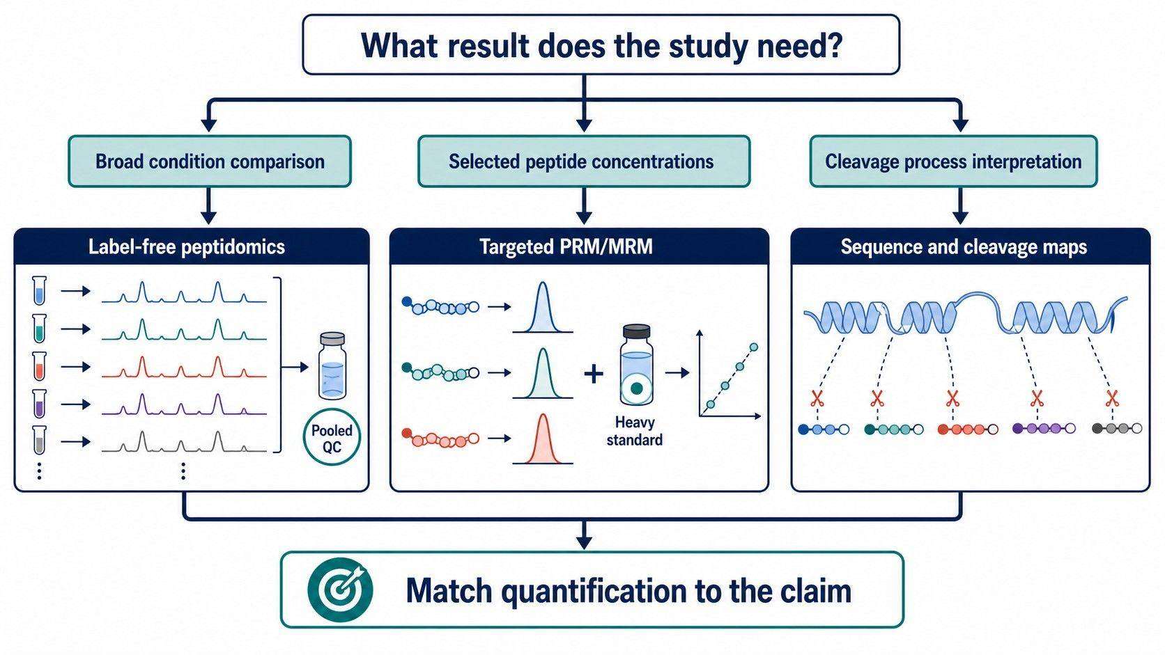 Peptidomics of Protein Hydrolysates and Culture Supernatants: Sequence Coverage, Cleavage Patterns, and Quantification workflow
