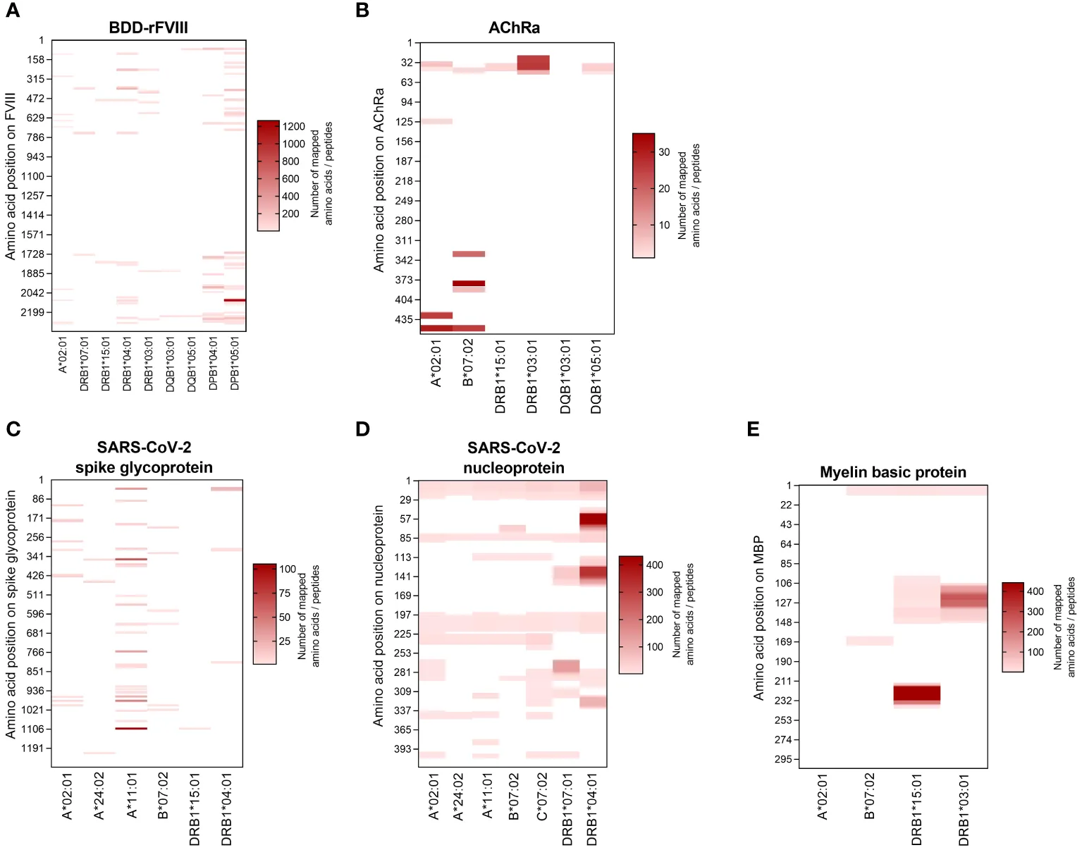 Heatmap showing allele-specific peptide signatures and binding motifs for mass spectrometry identified HLA-bound peptides.