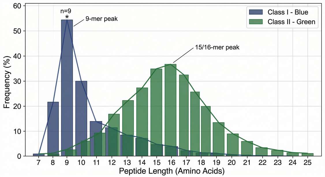 Histogram showing typical peptide length distributions for HLA class I 9-mers and class II 15-mers isolated via mass spectrometry.