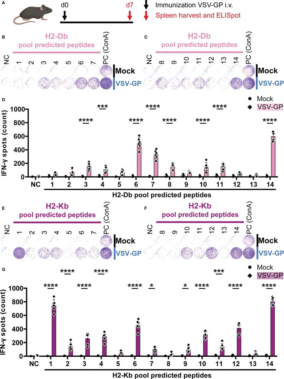 ELISpot screening plot showing IFN-γ responses across matrix-pooled murine MHC class I peptide candidates after VSV-GP immunization.