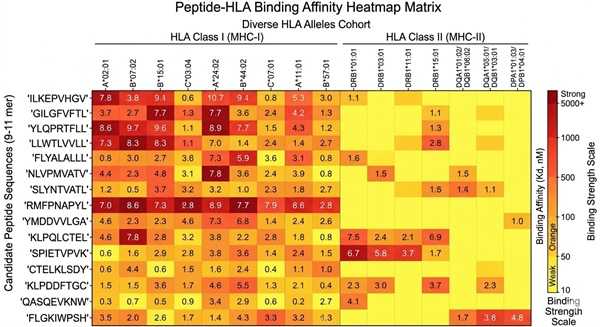 Heatmap visualization matrix showing binding interactions between candidate peptides and multiple HLA class I and II alleles.
