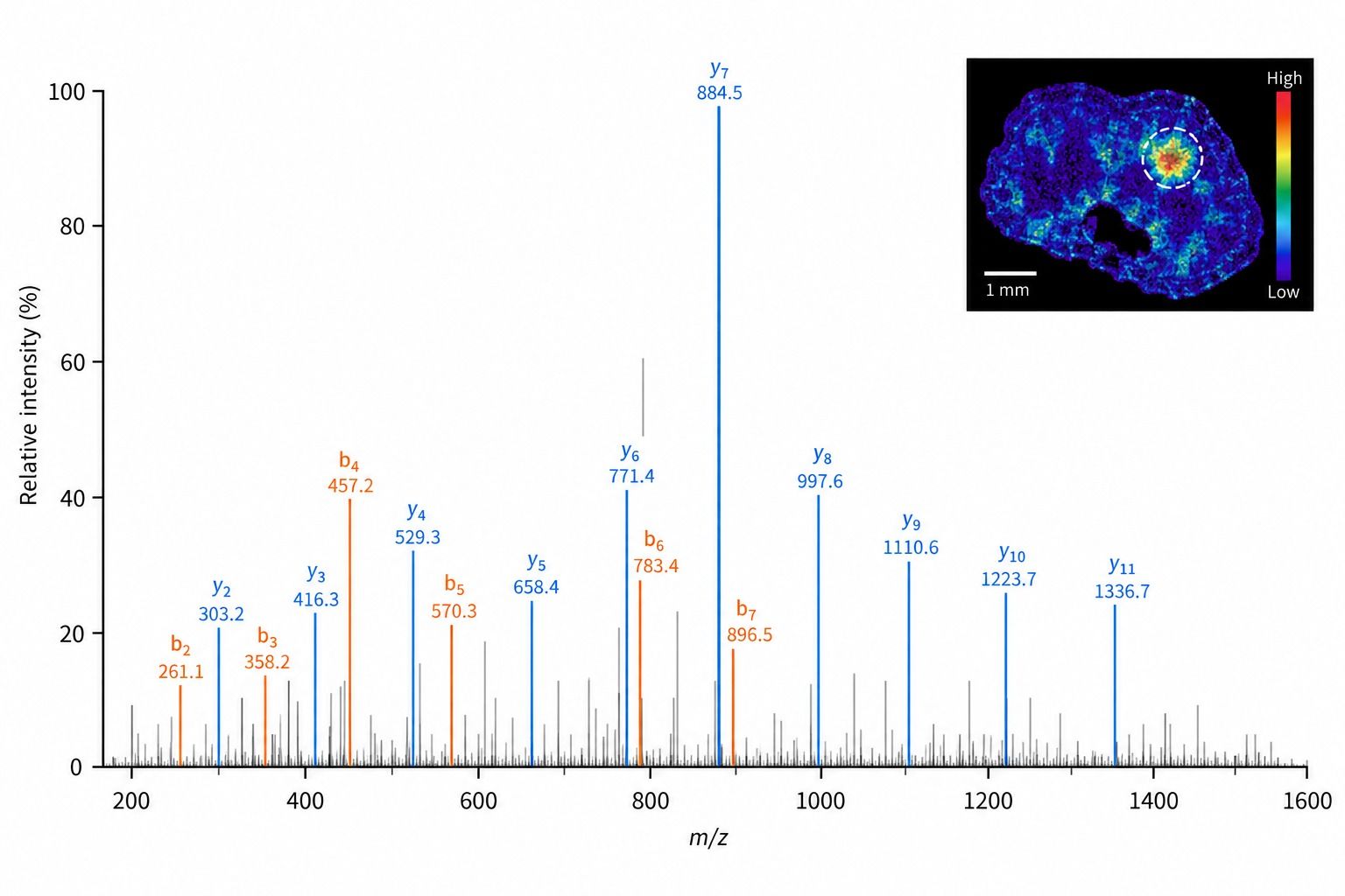 Representative LC-MS/MS fragmentation evidence supporting peptide assignment for an m/z feature from a defined region of interest