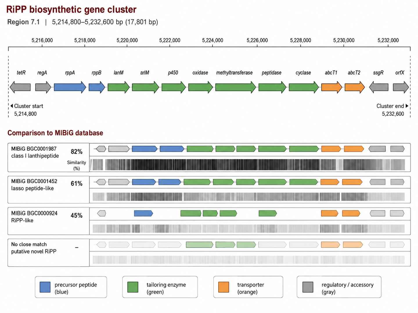 AntiSMASH 7.0 visualization of a RiPP biosynthetic gene cluster from Streptomyces genome showing core biosynthetic genes, regulatory elements, and cluster boundary predictions with homology comparison against the MIBiG repository.