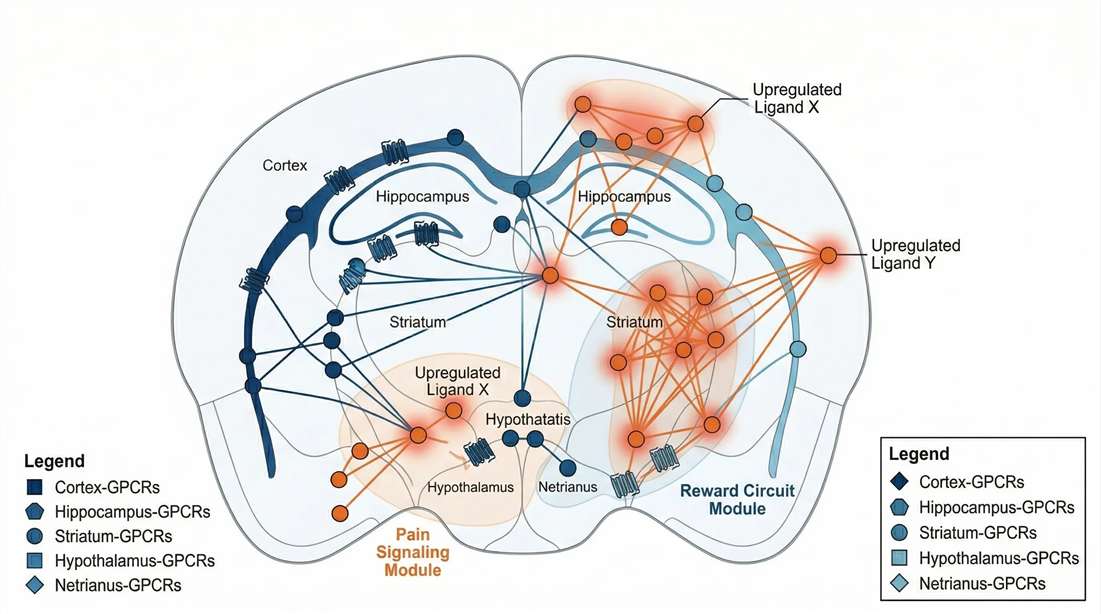 Interaction network mapping peptides to receptors