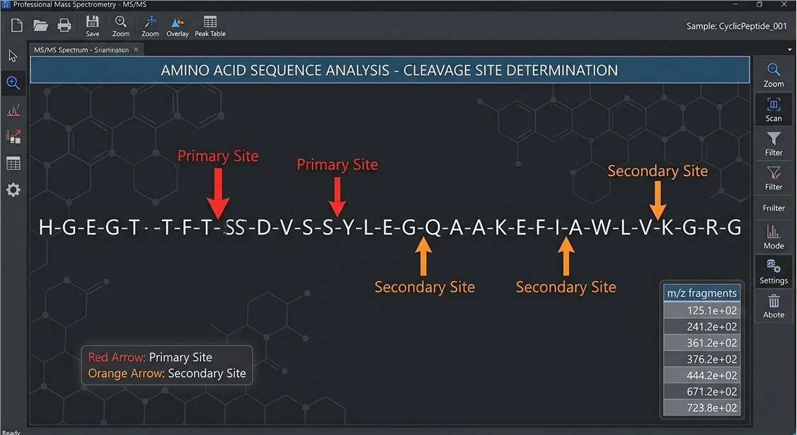 Visual sequence schematic highlighting primary and secondary proteolytic cleavage hotspots