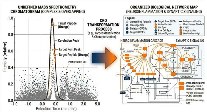 Transforming untargeted MS data into actionable peptide networks and pathways