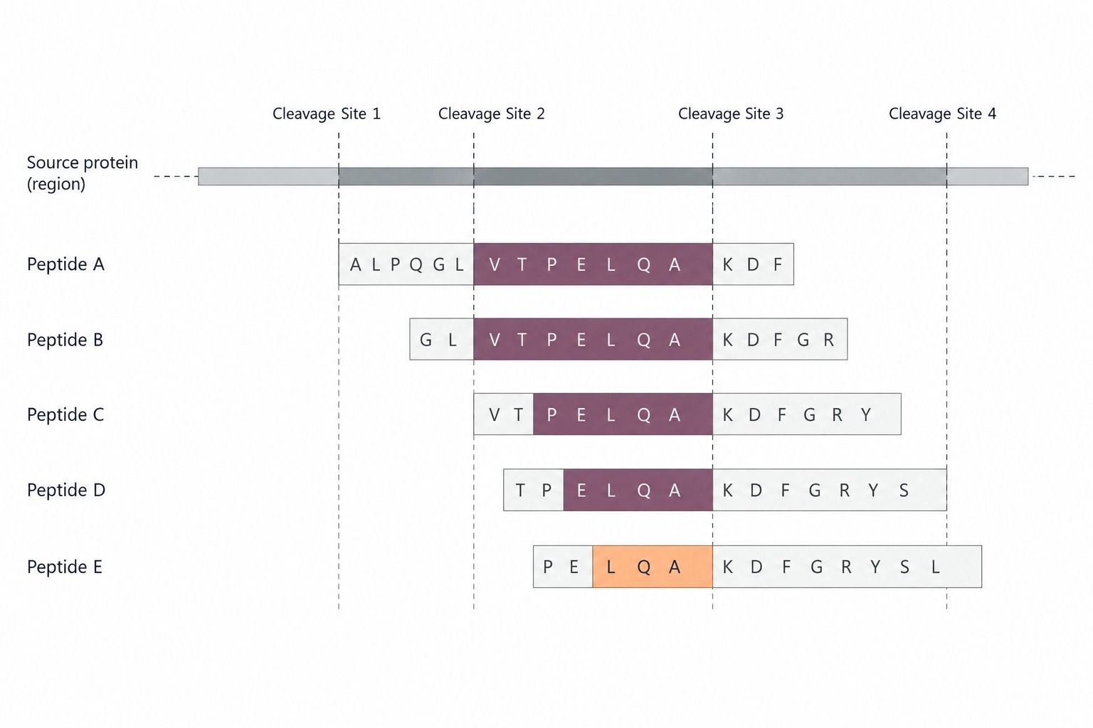 Representative overlapping urinary peptide family and source-protein cleavage map