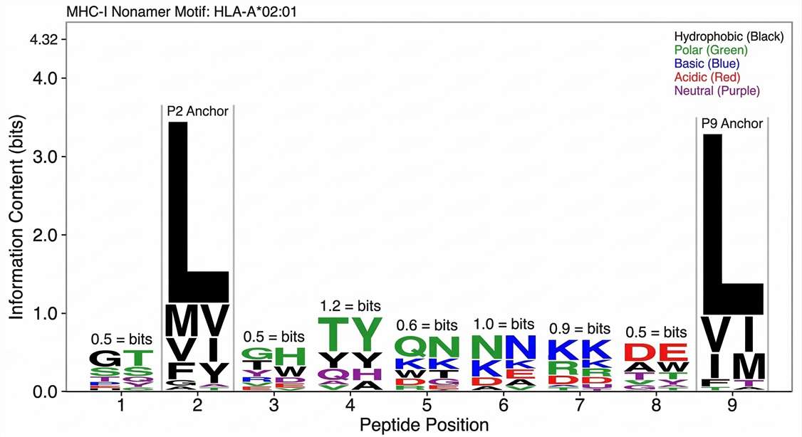 Bioinformatics motif logo of HLA-presented viral peptides for allele assignment.