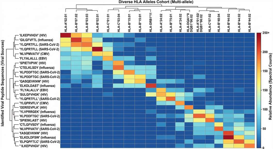 Heatmap visualization of HLA-presented viral peptides across various MHC alleles for T cell epitope mapping.