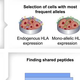 Bar chart showing viral peptide length distribution from an immunopeptidomics study for SARS-CoV-2 T cell epitope mapping.
