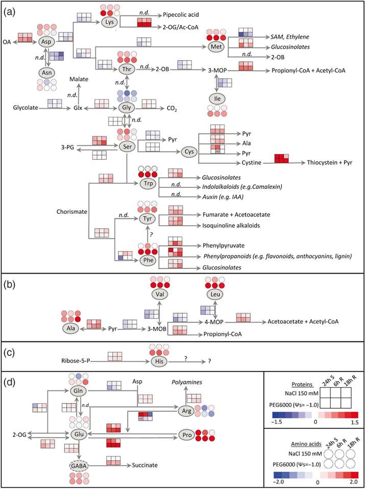 Amino acid metabolism during stress and stress release.