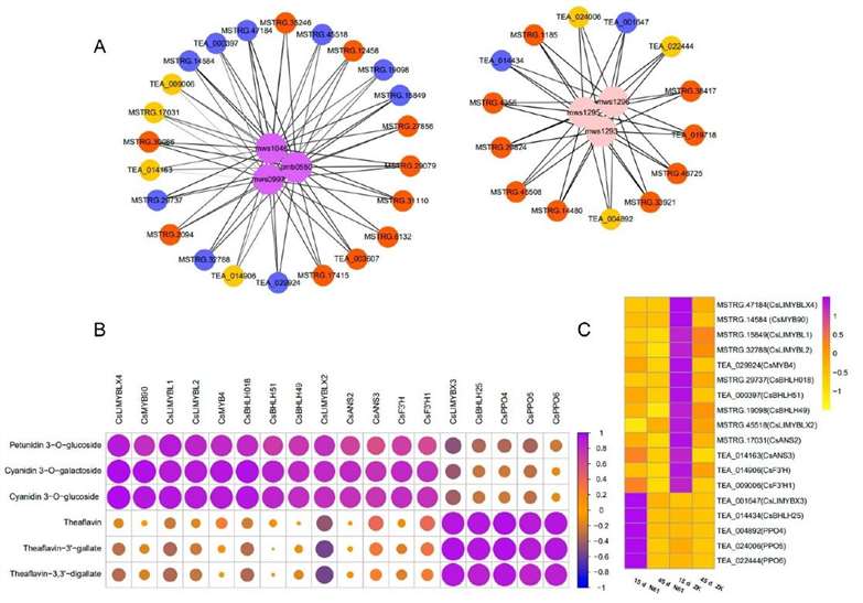 Correlation analysis between genes and key metabolites of purple-leaf formation in Zikui tea