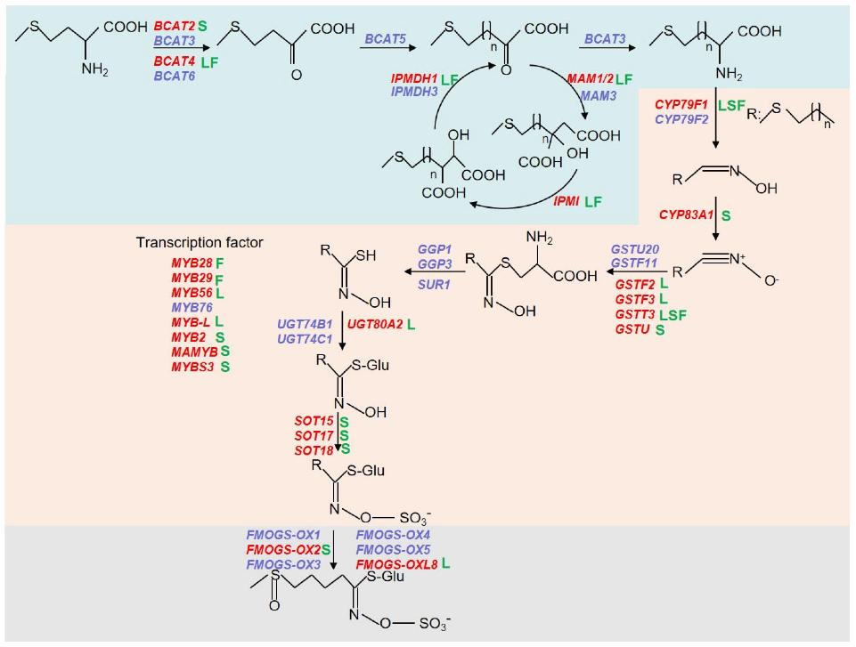 Schematic biosynthetic pathway of aliphatic glucosinolates and involved genes.