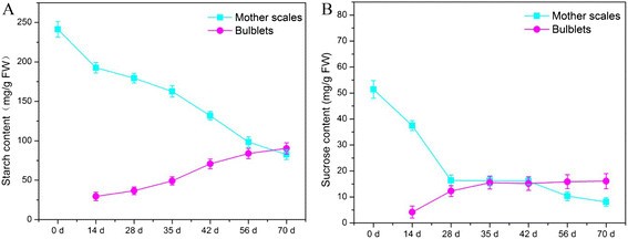 Changes of content of starch and sucrose in mother scales and bulblets of L. davidii var. unicolor.