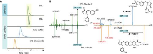 Structure validation of enterolactone (ENL) and its phase II modifications.