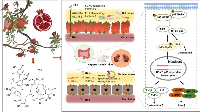 Mechanism of action of punicalagin in ameliorating hyperuricemia.