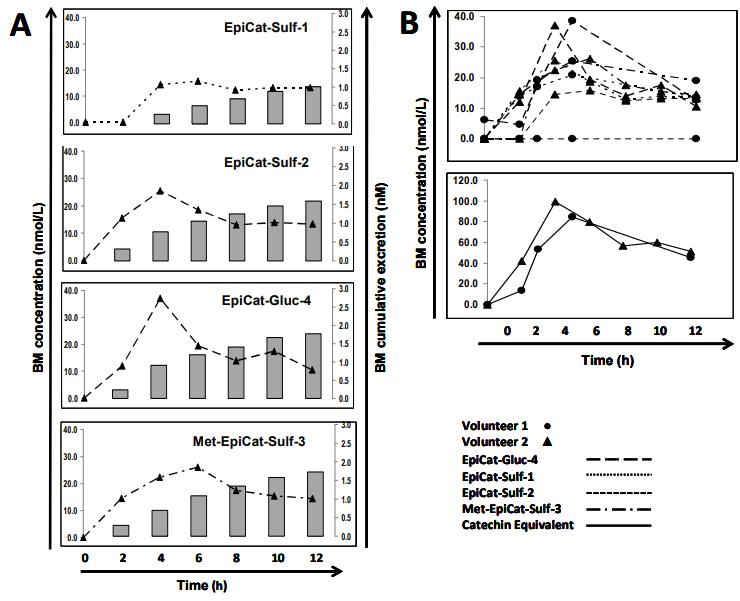 12 hr postprandial host epicatechin metabolites in breast milk (BM): (A) metabolite concentrations (lines) vs. their cumulative excretion (bars) in BM of Volunteer 2; (B) kinetics of detected metabolites in BM of both volunteers.