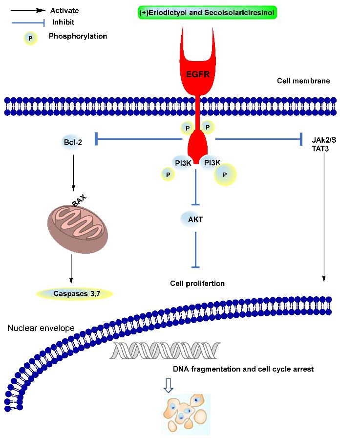 Schematic diagram of the EGFR-based pathway of anticancer activity.